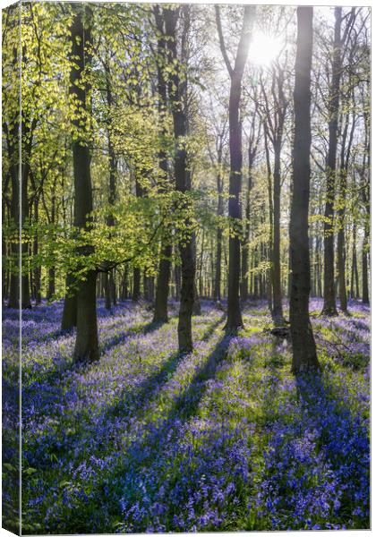 Bluebell Woods  Canvas Print by Graham Custance