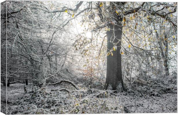 Winter Tree Canvas Print by Graham Custance