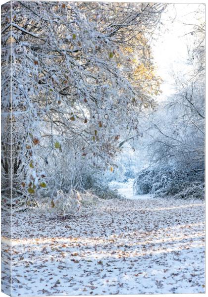 Ashridge in Winter Canvas Print by Graham Custance