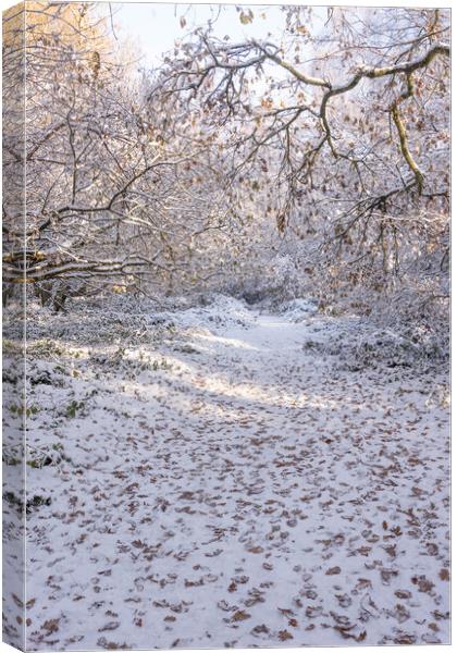 Ashridge in Winter Canvas Print by Graham Custance