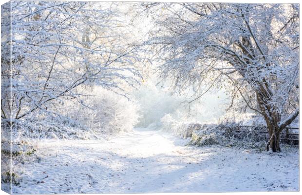 Ashridge in Winter  Canvas Print by Graham Custance