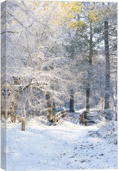 Ashridge in Winter Canvas Print by Graham Custance