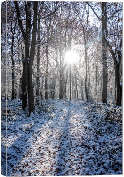 Ashridge in Winter  Canvas Print by Graham Custance