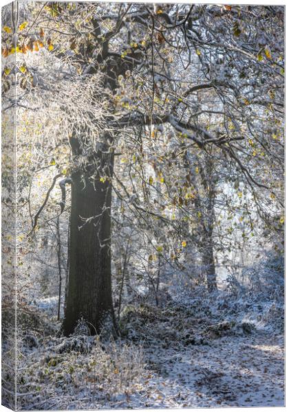 A Serene Winter Wonderland at Ashridge Canvas Print by Graham Custance