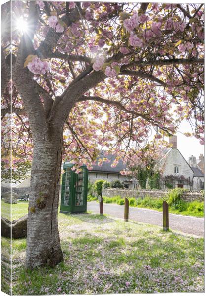 Pink Blossom Delight Canvas Print by Graham Custance