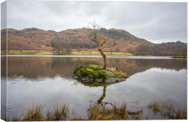 Rydal Water Lone Tree Canvas Print by Graham Custance
