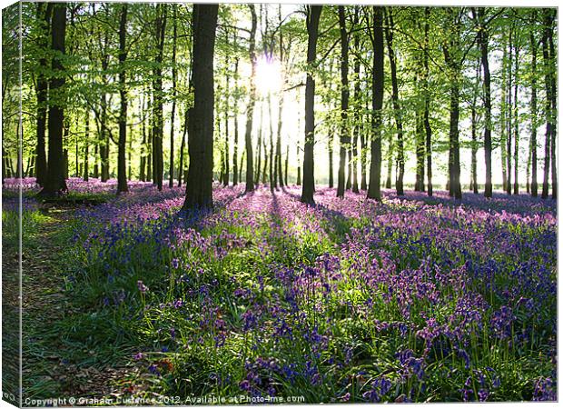 Bluebell Wood Canvas Print by Graham Custance