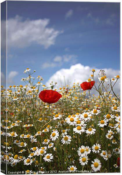 Poppies and Daisies Canvas Print by Graham Custance