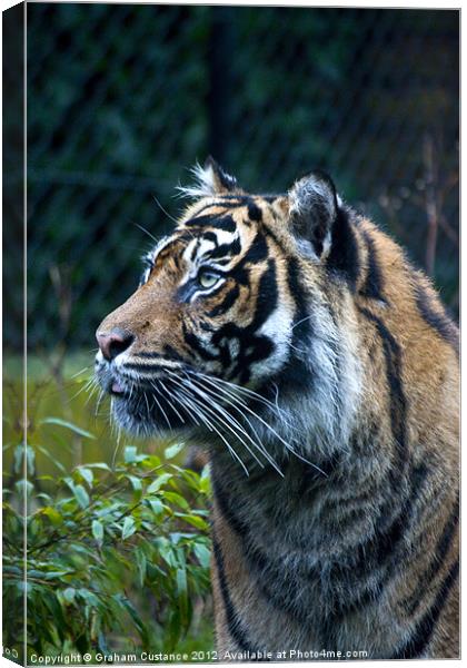 Sumatran Tiger Canvas Print by Graham Custance