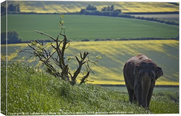 Elephant in the countryside Canvas Print by Graham Custance