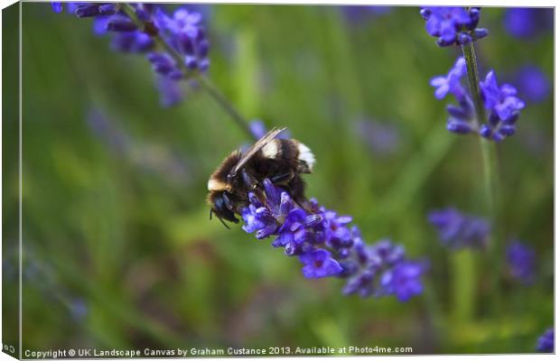 Bee on lavender Canvas Print by Graham Custance