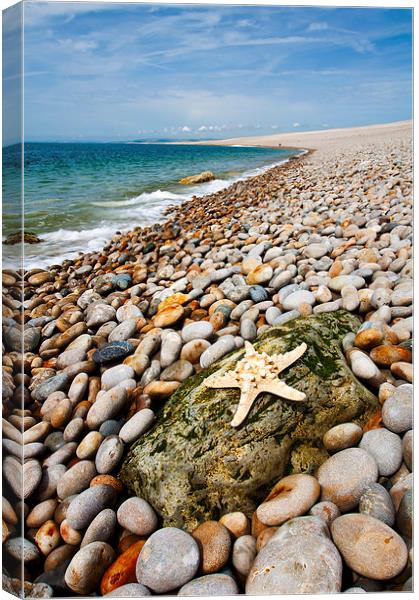 Chesil Beach Starfish Canvas Print by Graham Custance