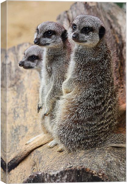 Compare the Meerkats Canvas Print by Graham Custance
