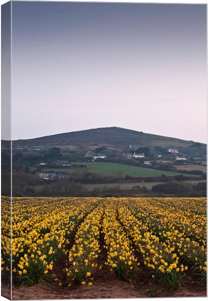 Cornish Daffodils Canvas Print by Graham Custance