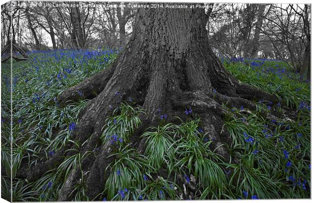 Bluebell Woods Canvas Print by Graham Custance