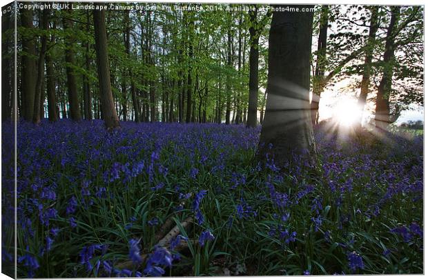 Bluebells Canvas Print by Graham Custance