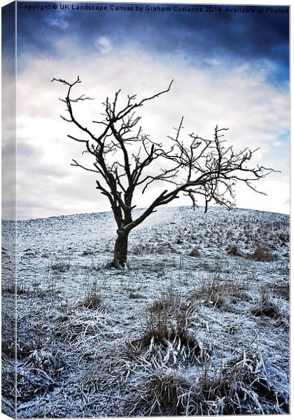 Lone Tree in Winter  Canvas Print by Graham Custance