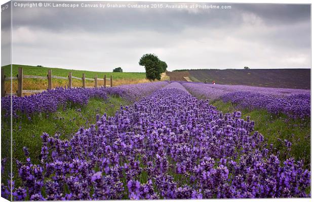  Lavender Field Canvas Print by Graham Custance