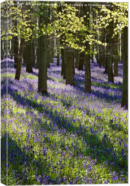 Carpet of Bluebells Canvas Print by Graham Custance