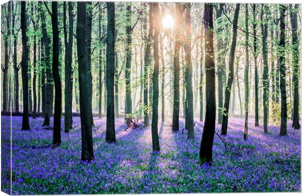 Bluebell Woods Canvas Print by Graham Custance