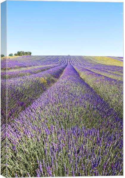 Lavender Fields Canvas Print by Graham Custance