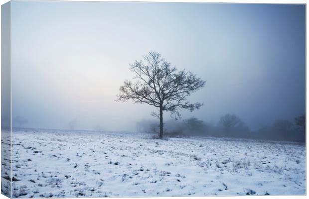 Lone Tree in Winter Canvas Print by Graham Custance