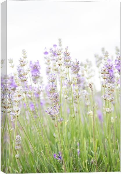 Lavender Canvas Print by Graham Custance