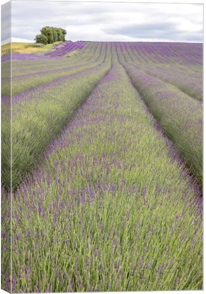 Lavender Field Canvas Print by Graham Custance