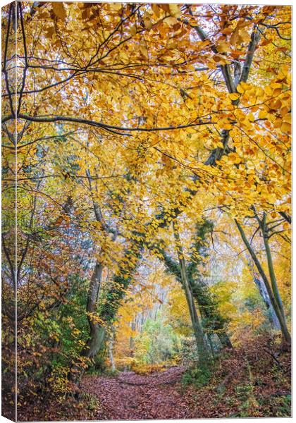 Autumn Canvas Print by Graham Custance