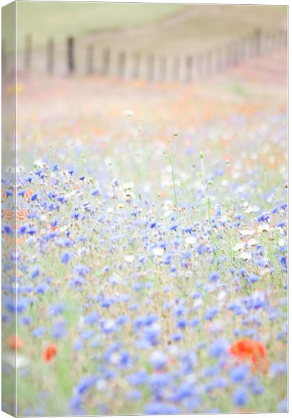 Wildflower Meadow Canvas Print by Graham Custance