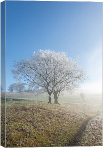 Dunstable Downs in Winter Canvas Print by Graham Custance