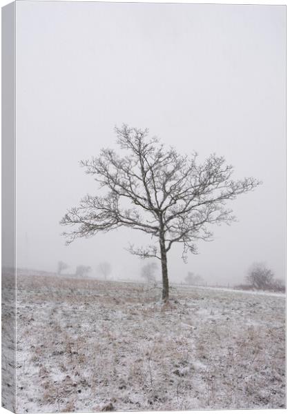 Lone Tree Canvas Print by Graham Custance