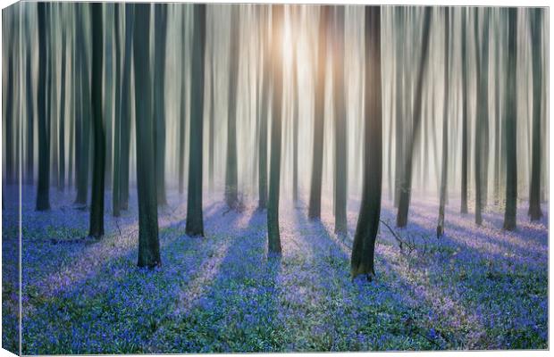 Enchanted Bluebell Forest Canvas Print by Graham Custance