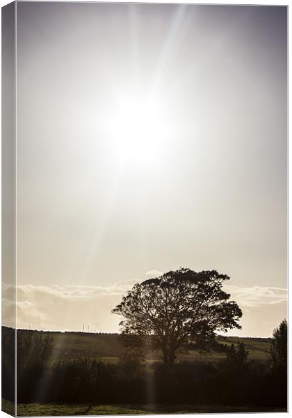 solitary tree silhouetted in irish autumn sun. Canvas Print by Thomas Lynch