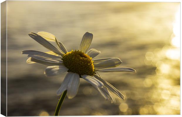 Sunlight daisy over glistening water Canvas Print by Thomas Lynch