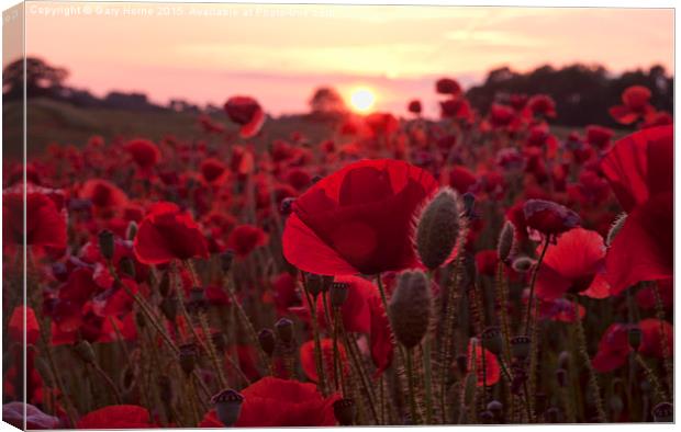  The Poppies of Remembrance  Canvas Print by Gary Horne