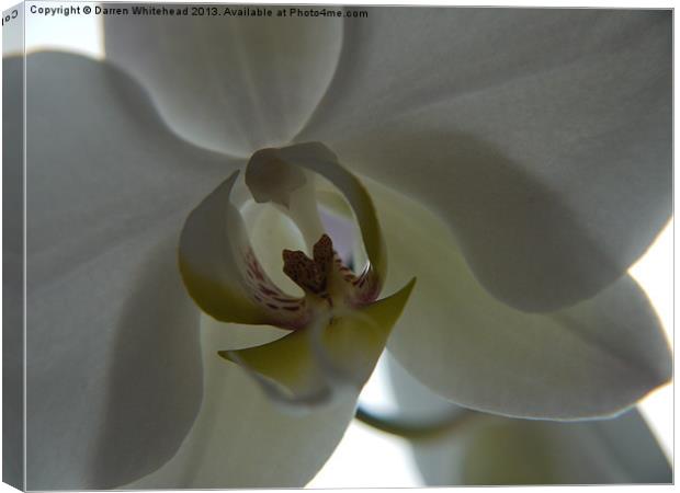 Orchid Kiss Canvas Print by Darren Whitehead