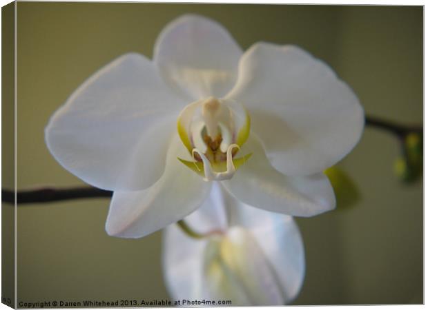 Orchid Temptress Canvas Print by Darren Whitehead