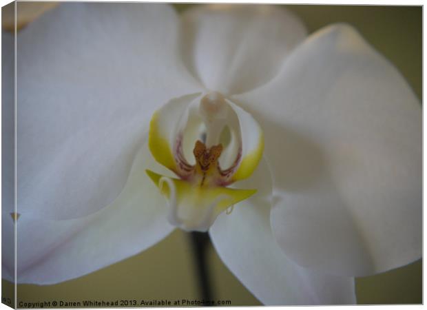 Mouth of the Orchid Canvas Print by Darren Whitehead