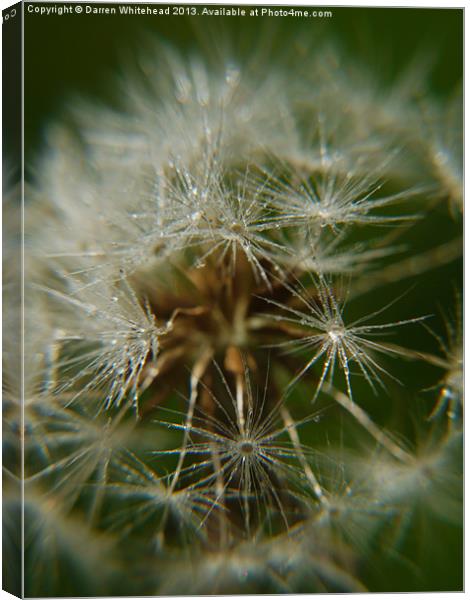 Cold Spores Canvas Print by Darren Whitehead