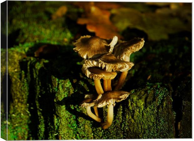 Fungi To Be With (Landscape) Canvas Print by Darren Whitehead