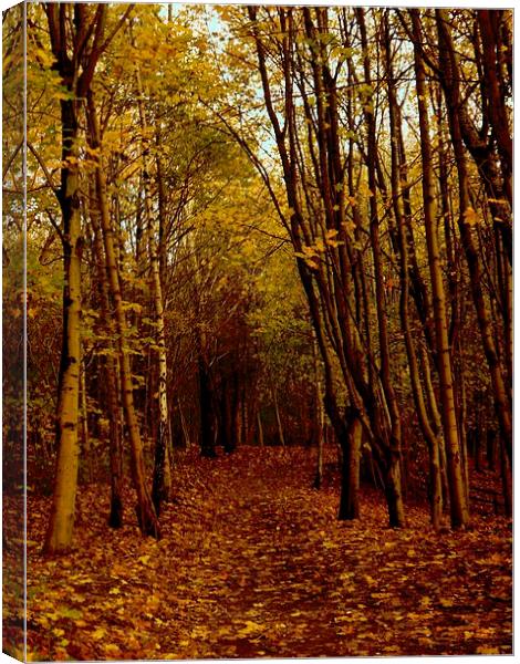 Autumnal Pathway Canvas Print by Darren Whitehead