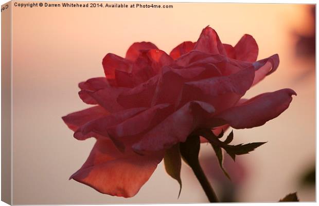  Blushing Rose Canvas Print by Darren Whitehead