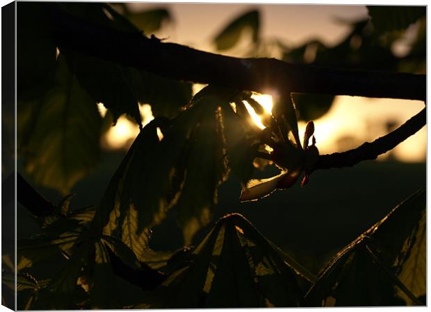 Sunny Branch Canvas Print by Dominic Hornsby