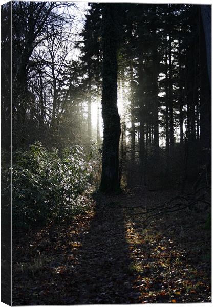 Sun Behind Tree Canvas Print by Richie Fitzgerald
