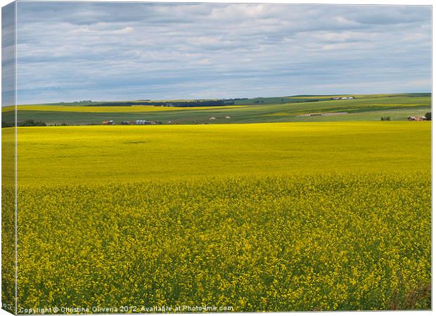Canola in the Prairies Canvas Print by Christine Oliveria
