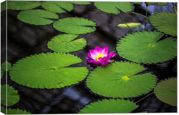 water lily Canvas Print by farah ali