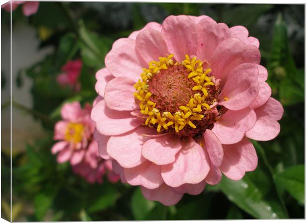 Pink Zinnia Canvas Print by Shoshan Photography 