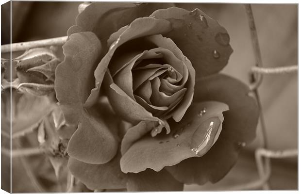 Drop from a Rose Canvas Print by Shelly Bennett