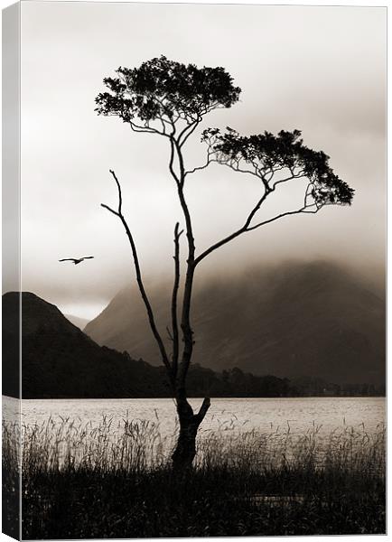 Tree at Buttermere Canvas Print by Stephen  Hewett